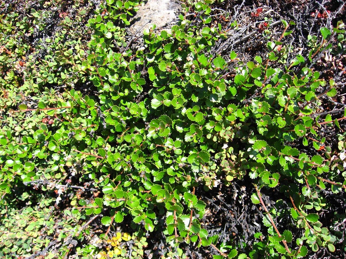 Береза карликовая Береза карликовая