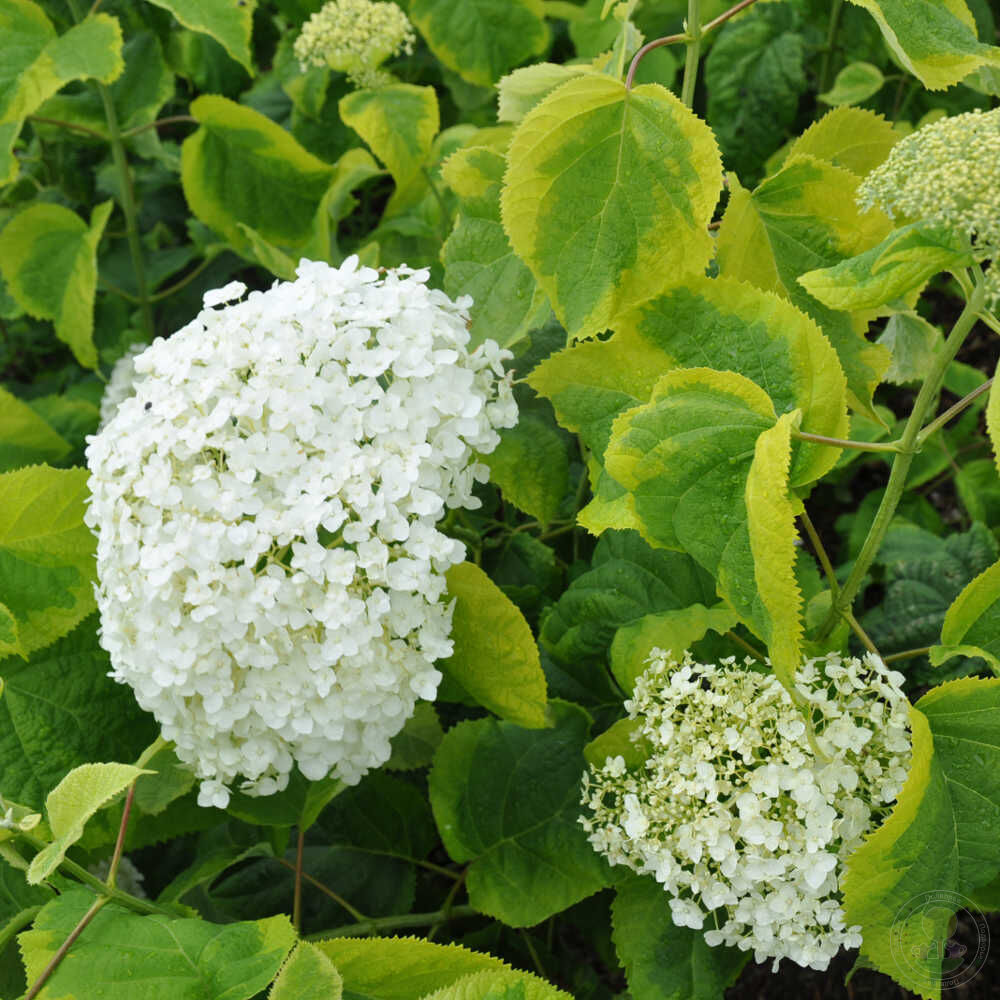 Гортензия древовидная