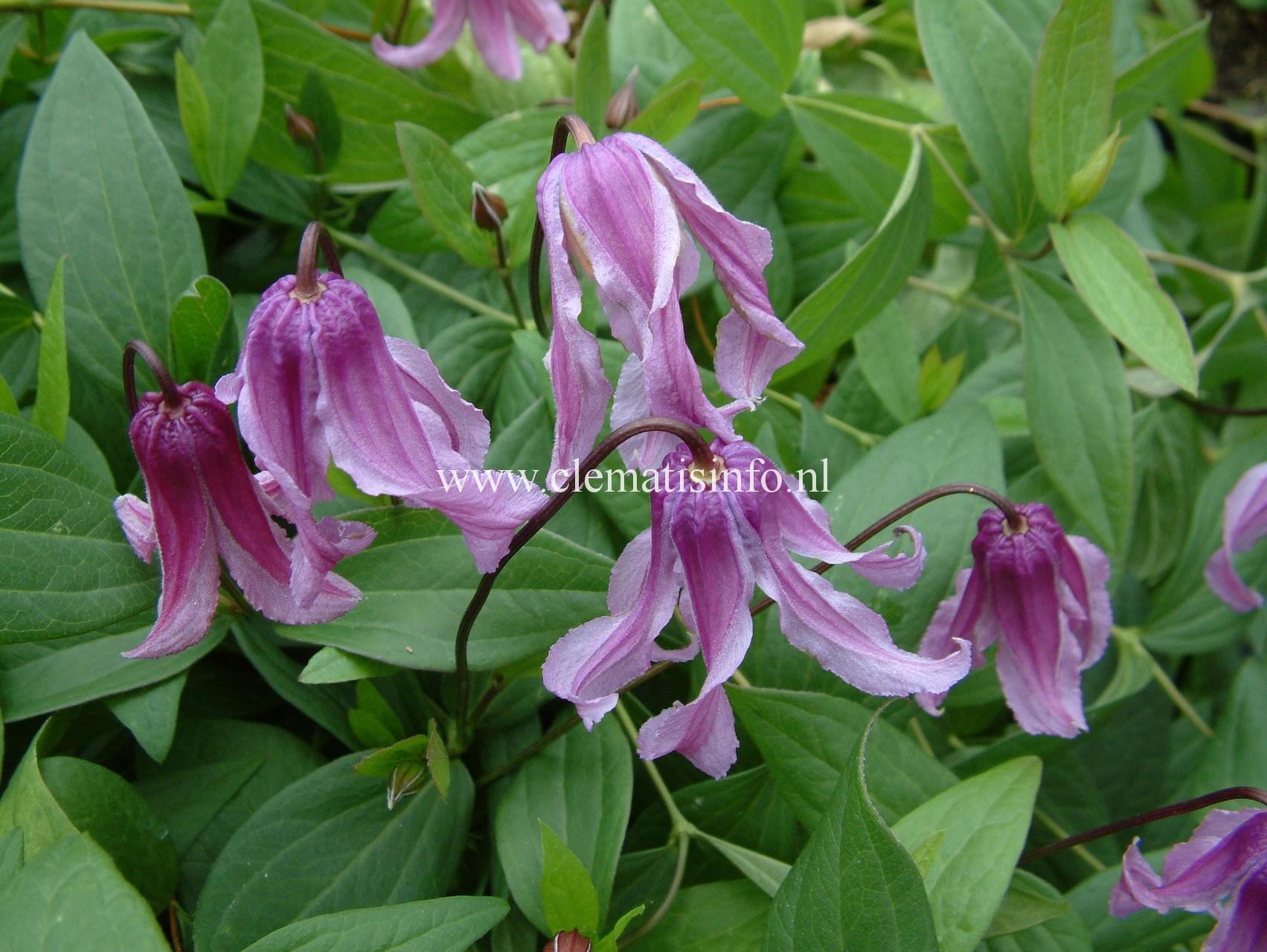 Клематис Интегрифолия