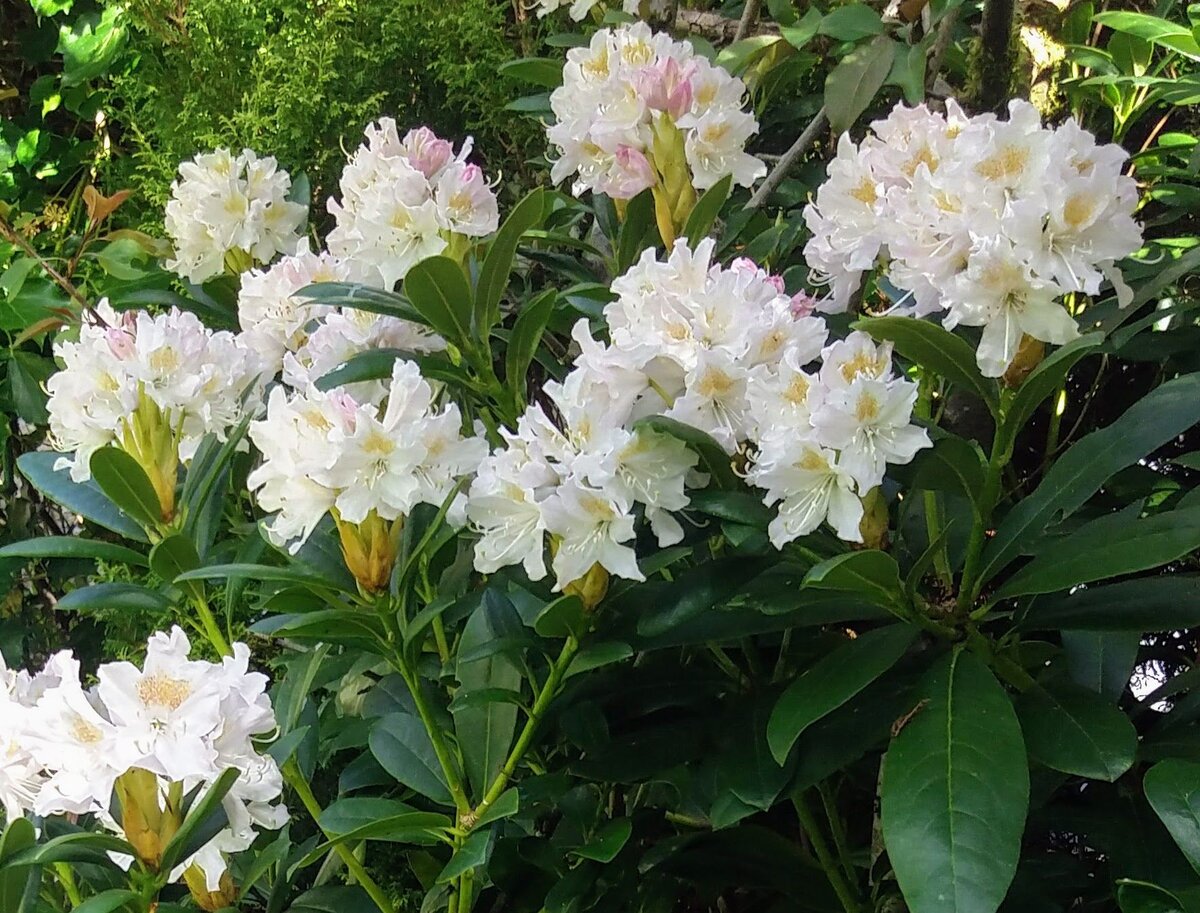 Рододендрон короткоплодный