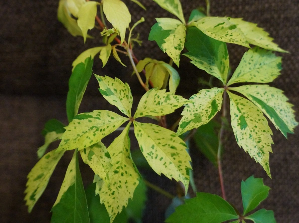 Девичий виноград пестрый