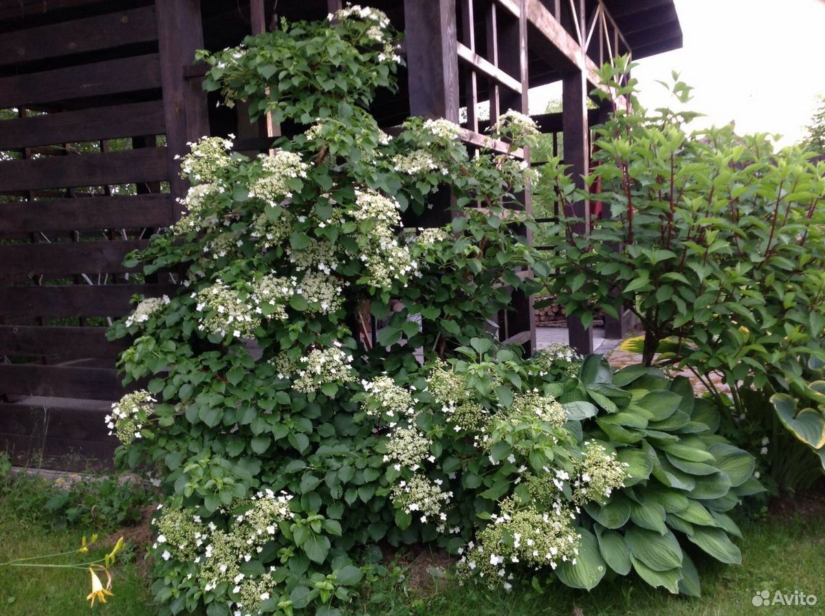 Гортензия черешковая Гортензия черешковая