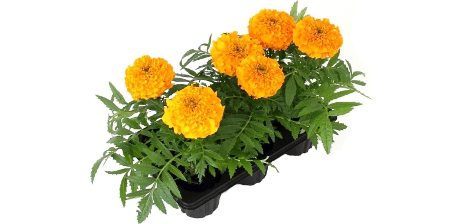 Бархатцы прямостоячие Бархатцы прямостоячие