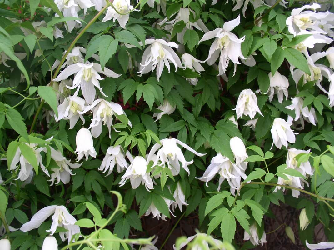 Княжик Арманда Княжик Арманда