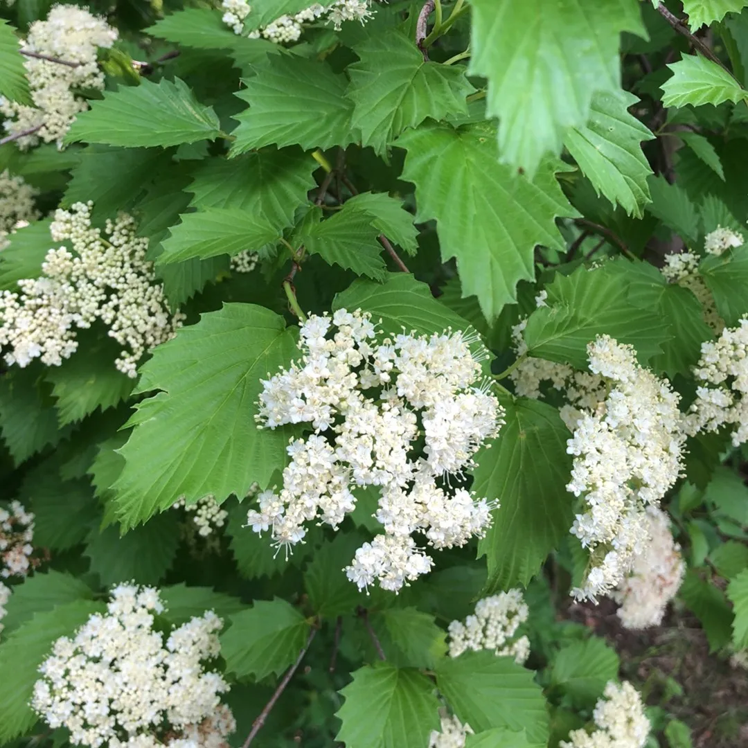 Калина зубчатая Калина зубчатая