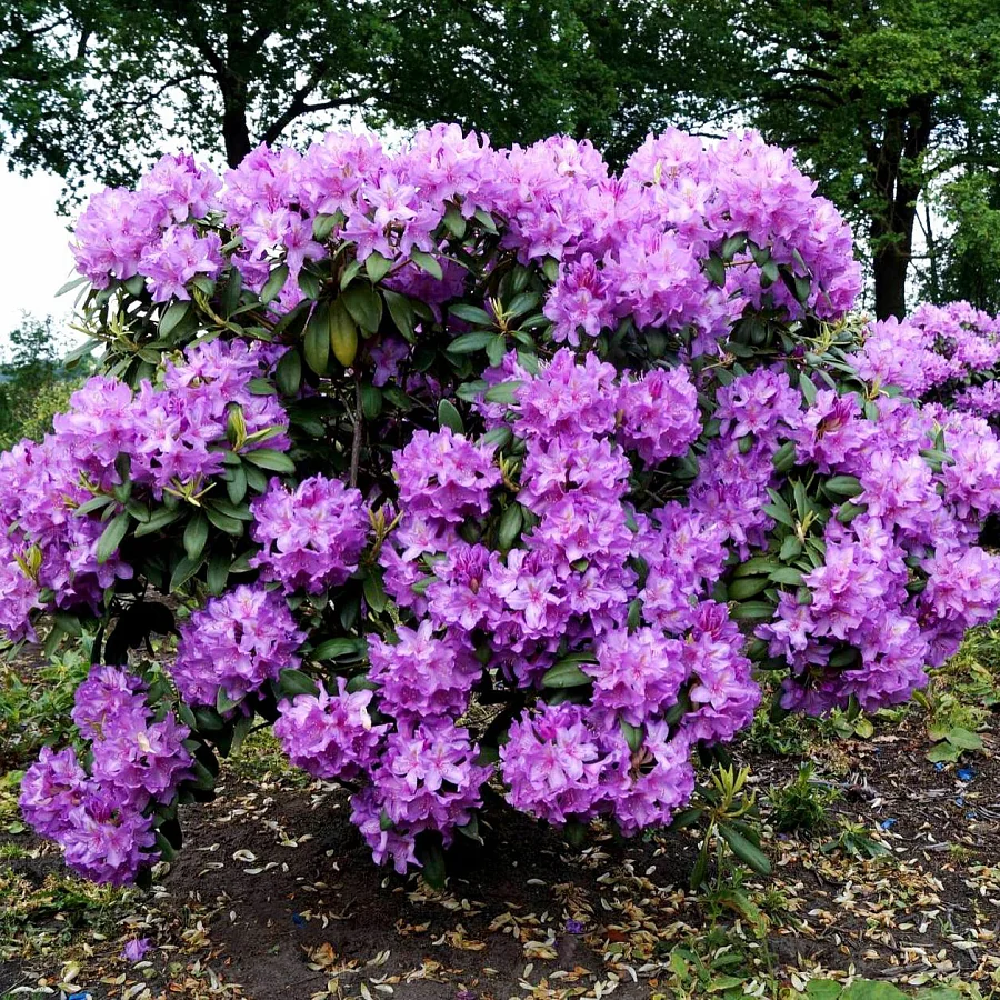 Рододендрон Рододендрон