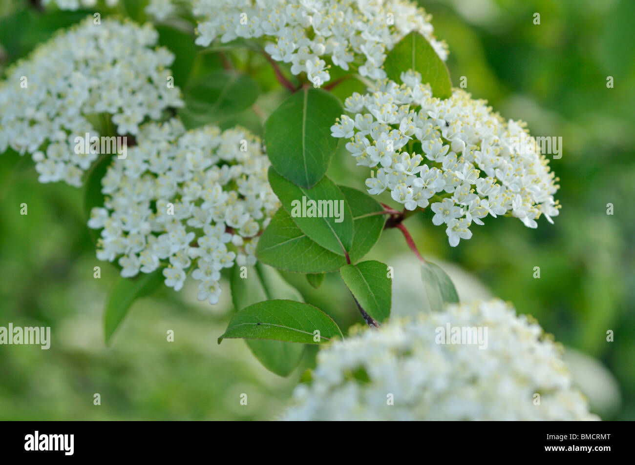Калина сливолистная