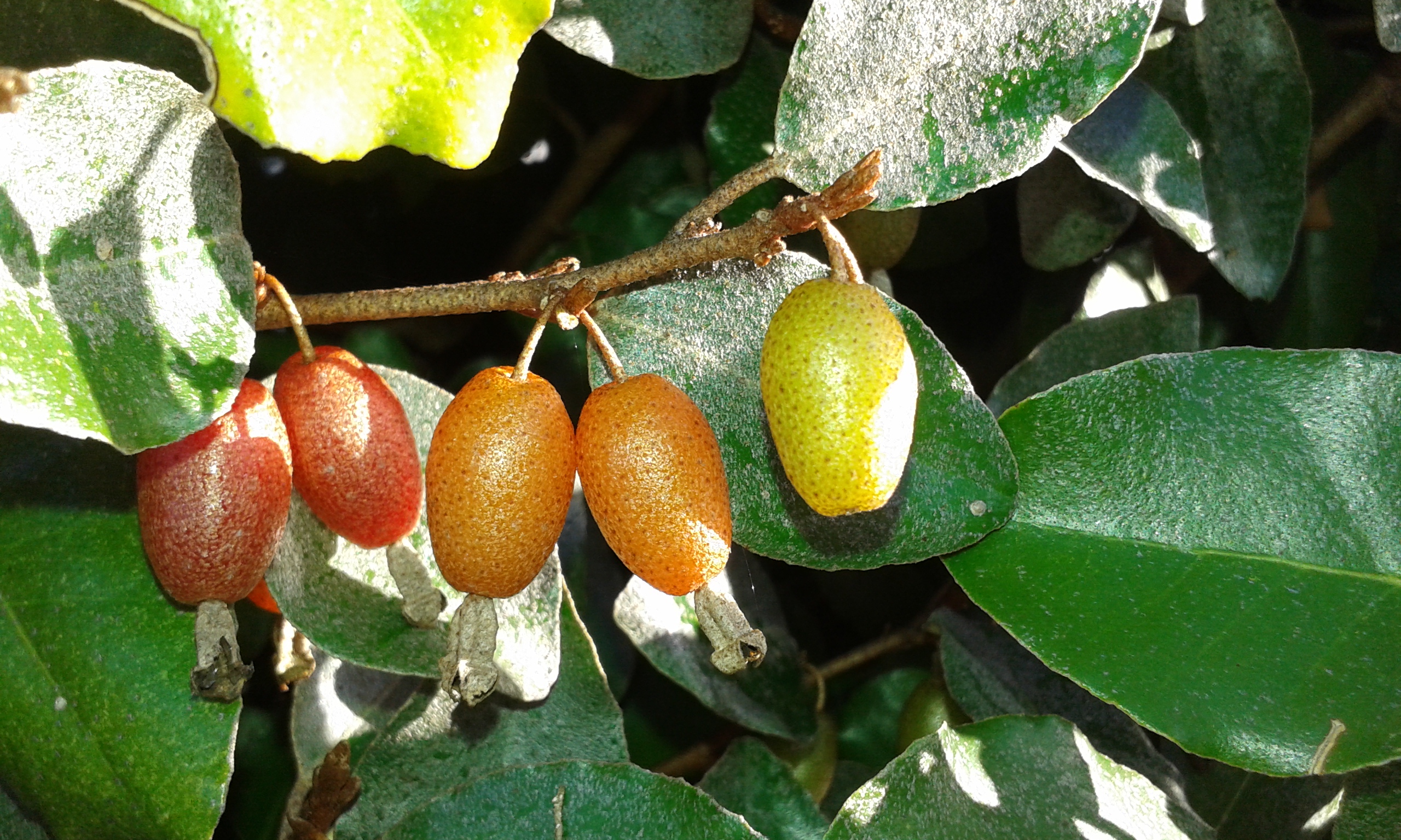 Лох Эббинга