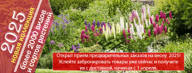 Клён серебристый