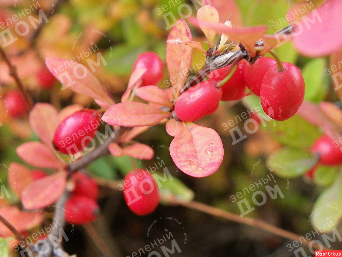 Барбарис сибирский Барбарис сибирский