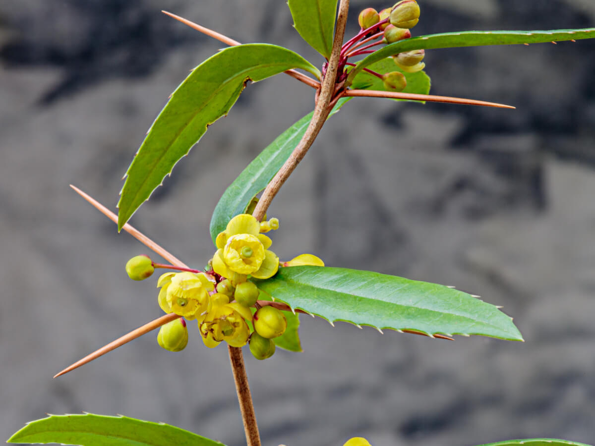 Барбарис Юлианы Барбарис Юлианы