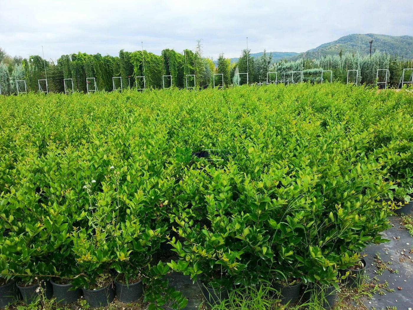 Бирючина японская Бирючина японская