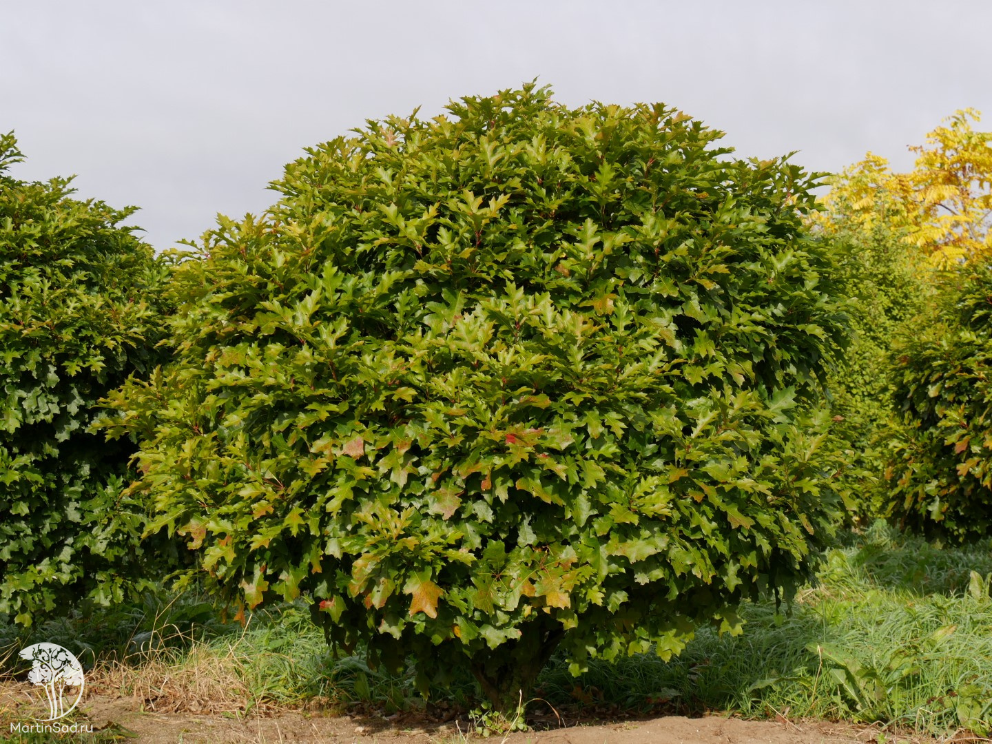 Дуб болотный