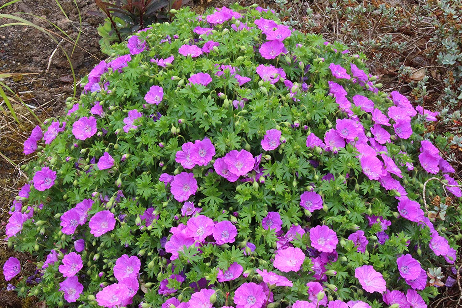 Герань садовая