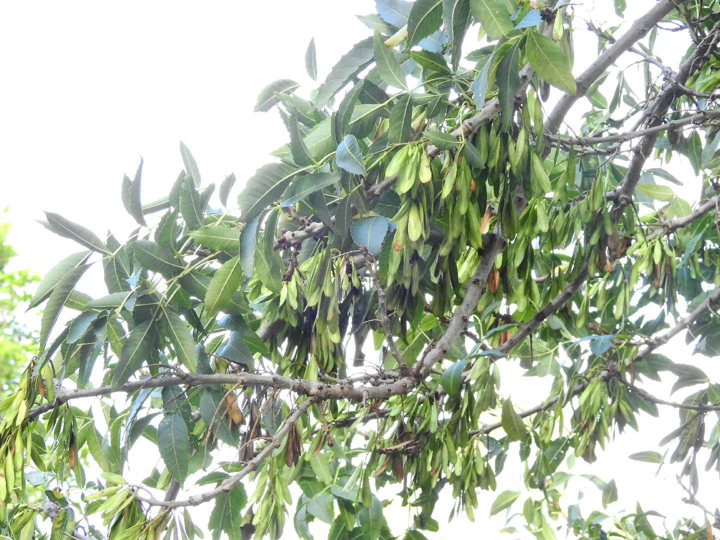 Ясень остроплодный