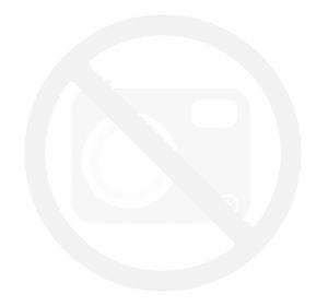 Роза плетистая Дороти Перкинс