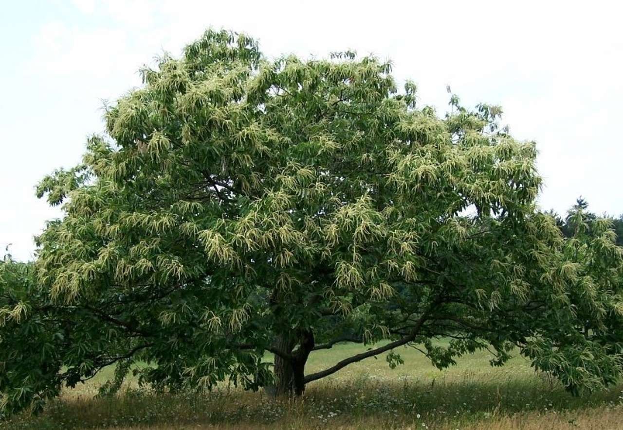 Каштан американский