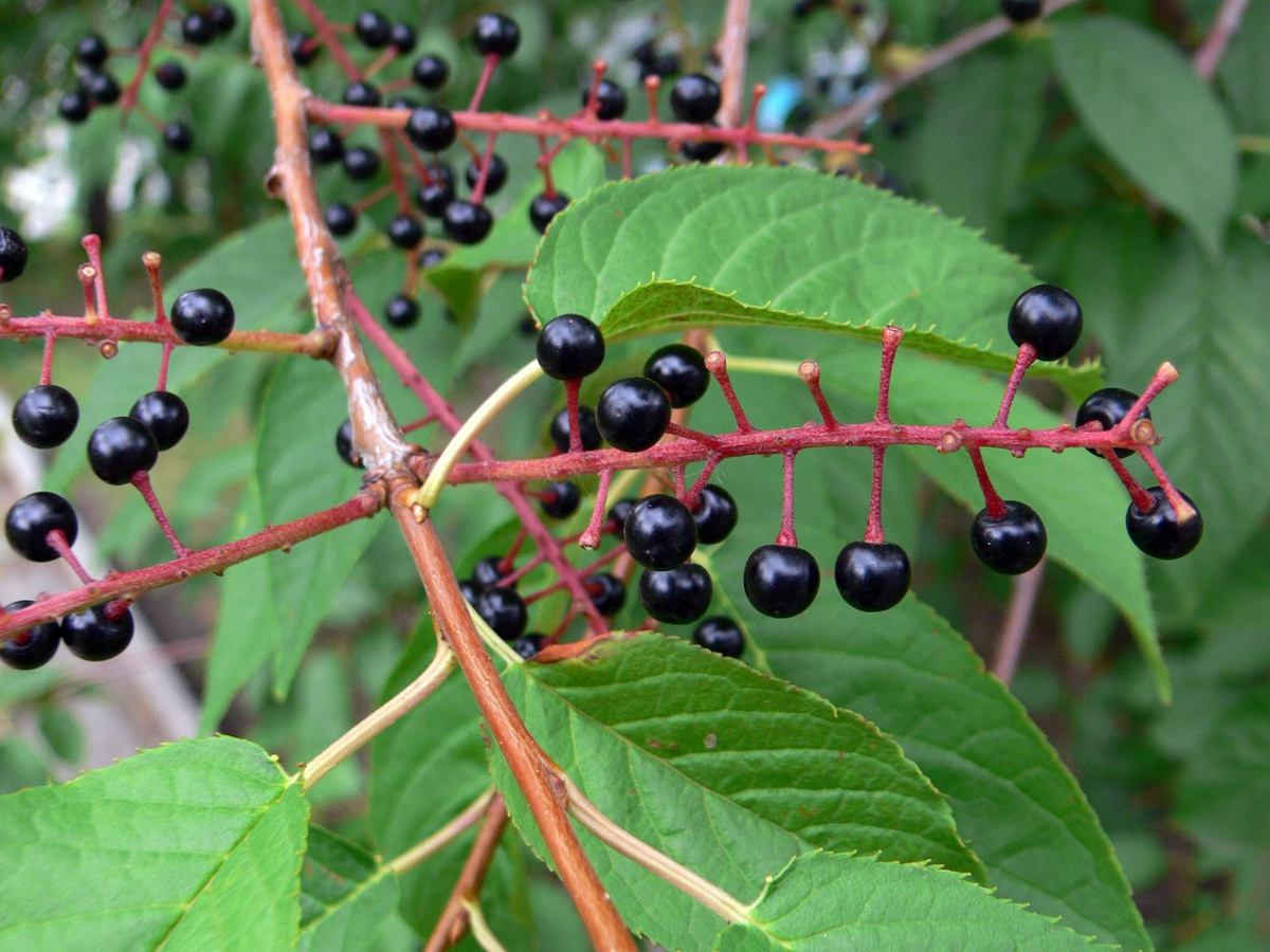 Черемуха Маака