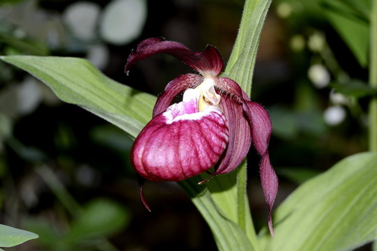 Башмачок сердценосный