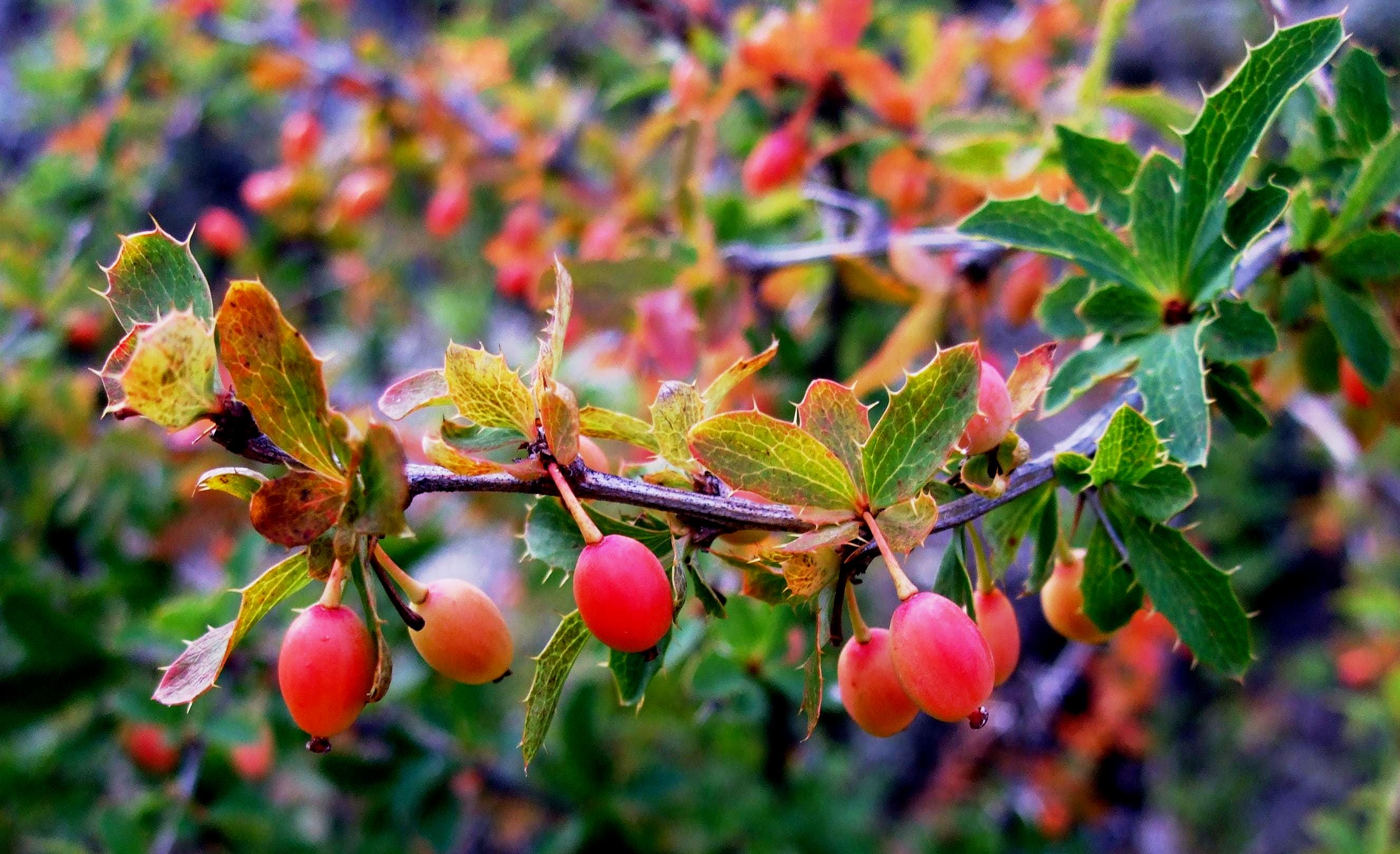Барбарис сибирский Барбарис сибирский