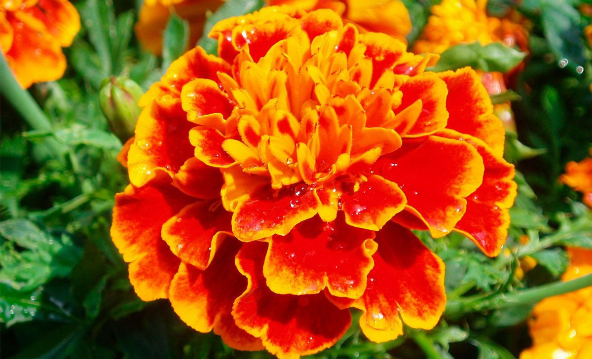 Бархат (растение)