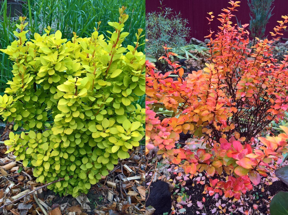 Барбарис цельнокрайный Барбарис цельнокрайный