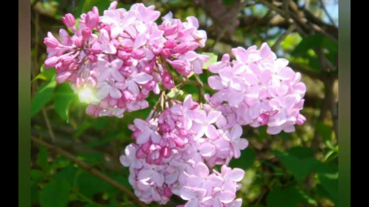 Сирень китайская