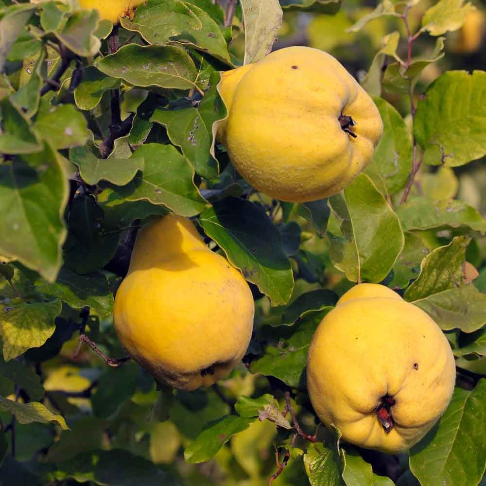 Айва пирамидальная