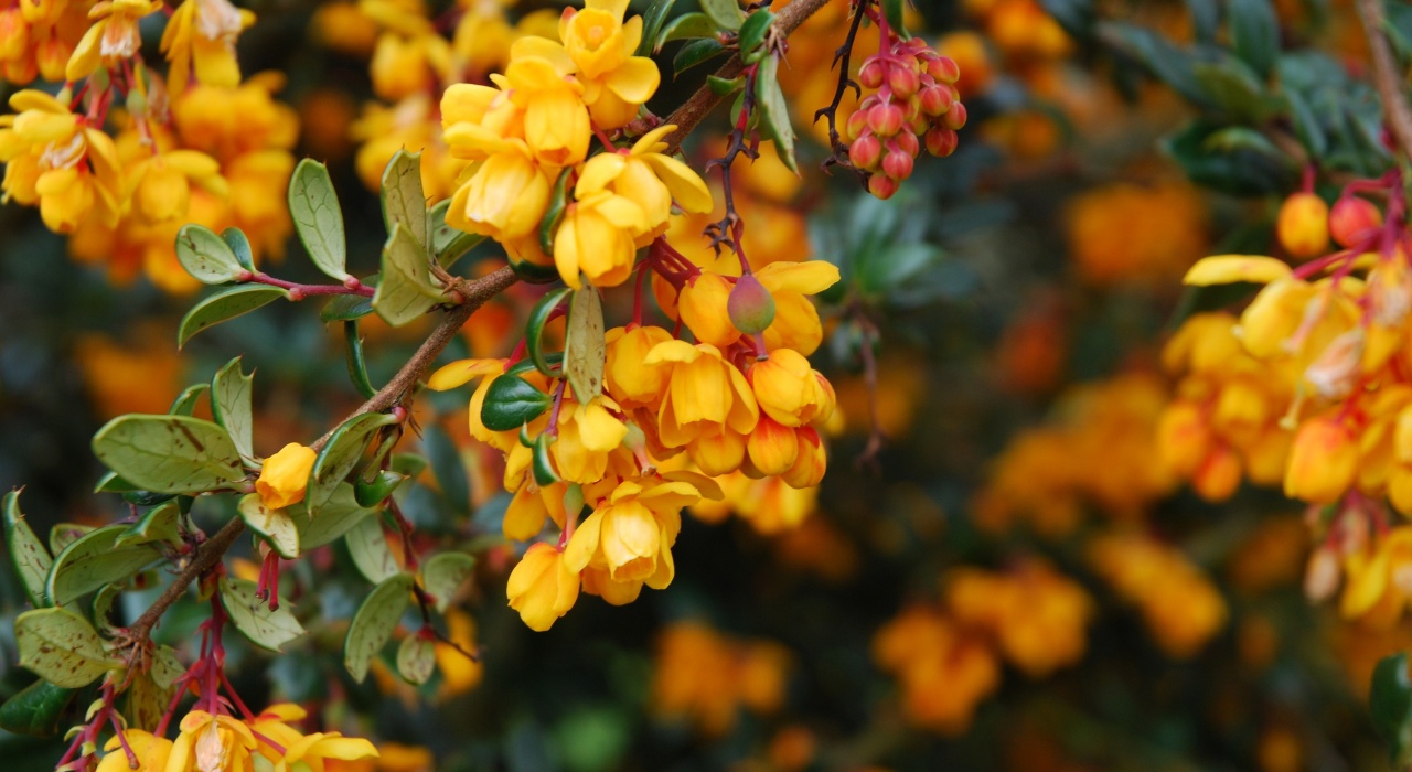 Барбарис Дарвина