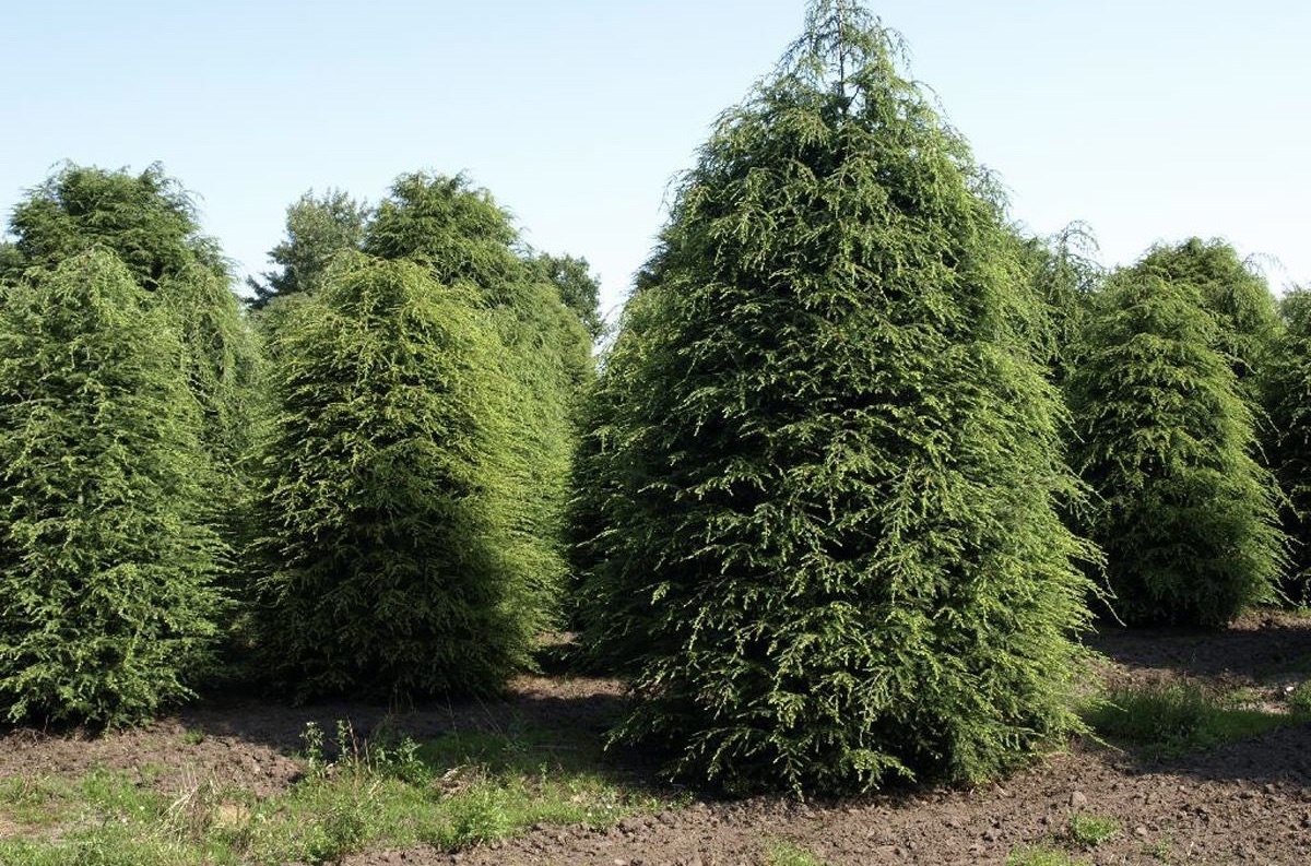 Тсуга Тсуга