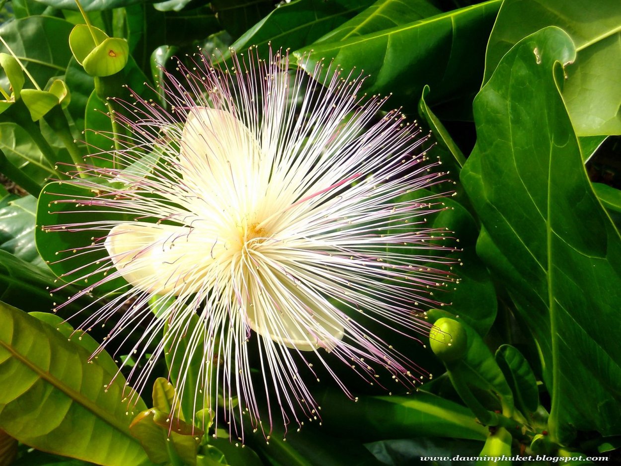 Баррингтония азиатская Баррингтония азиатская