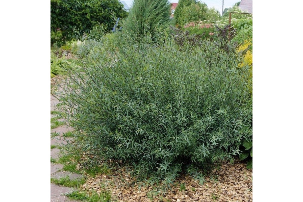 Ива пурпурная Ива пурпурная