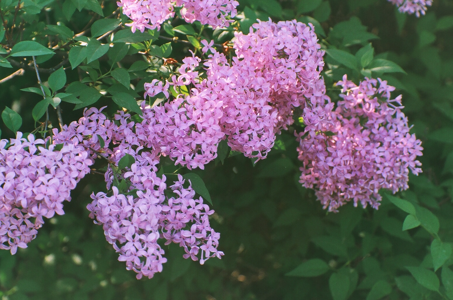 Сирень китайская