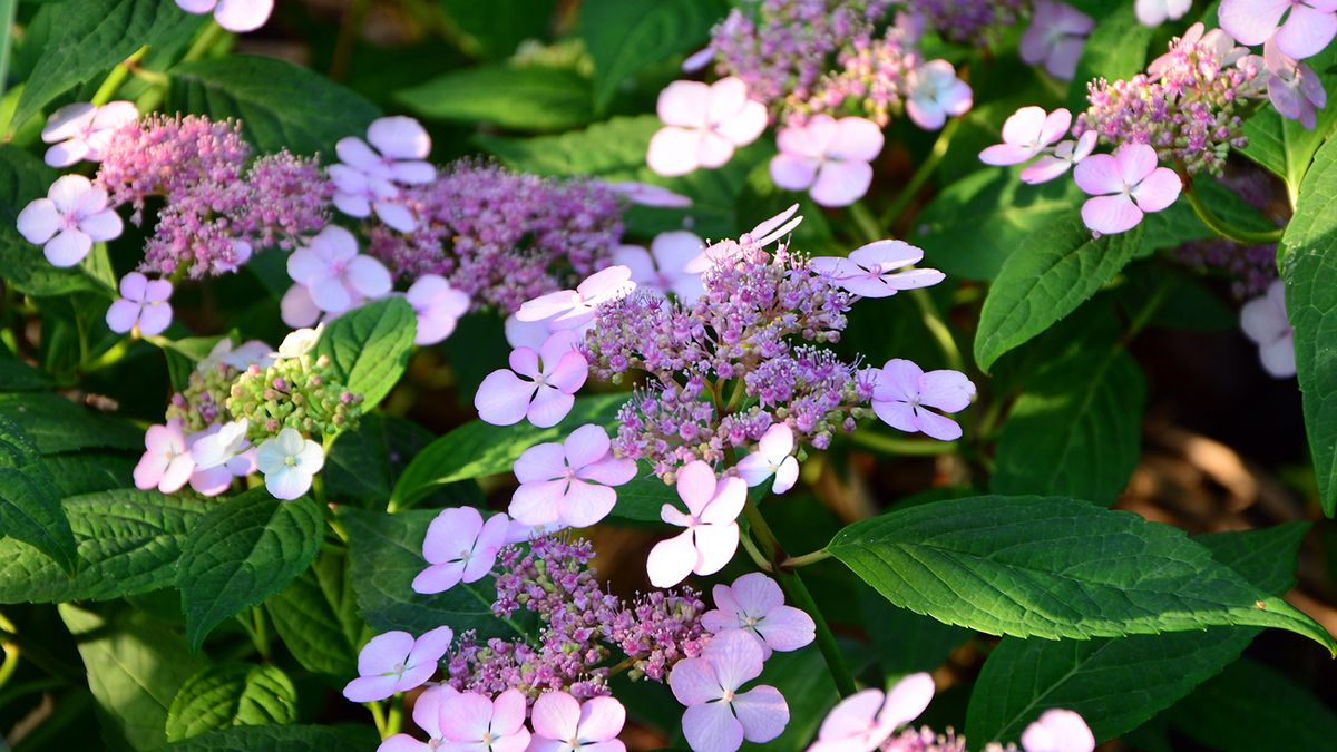 Гортензия пильчатая