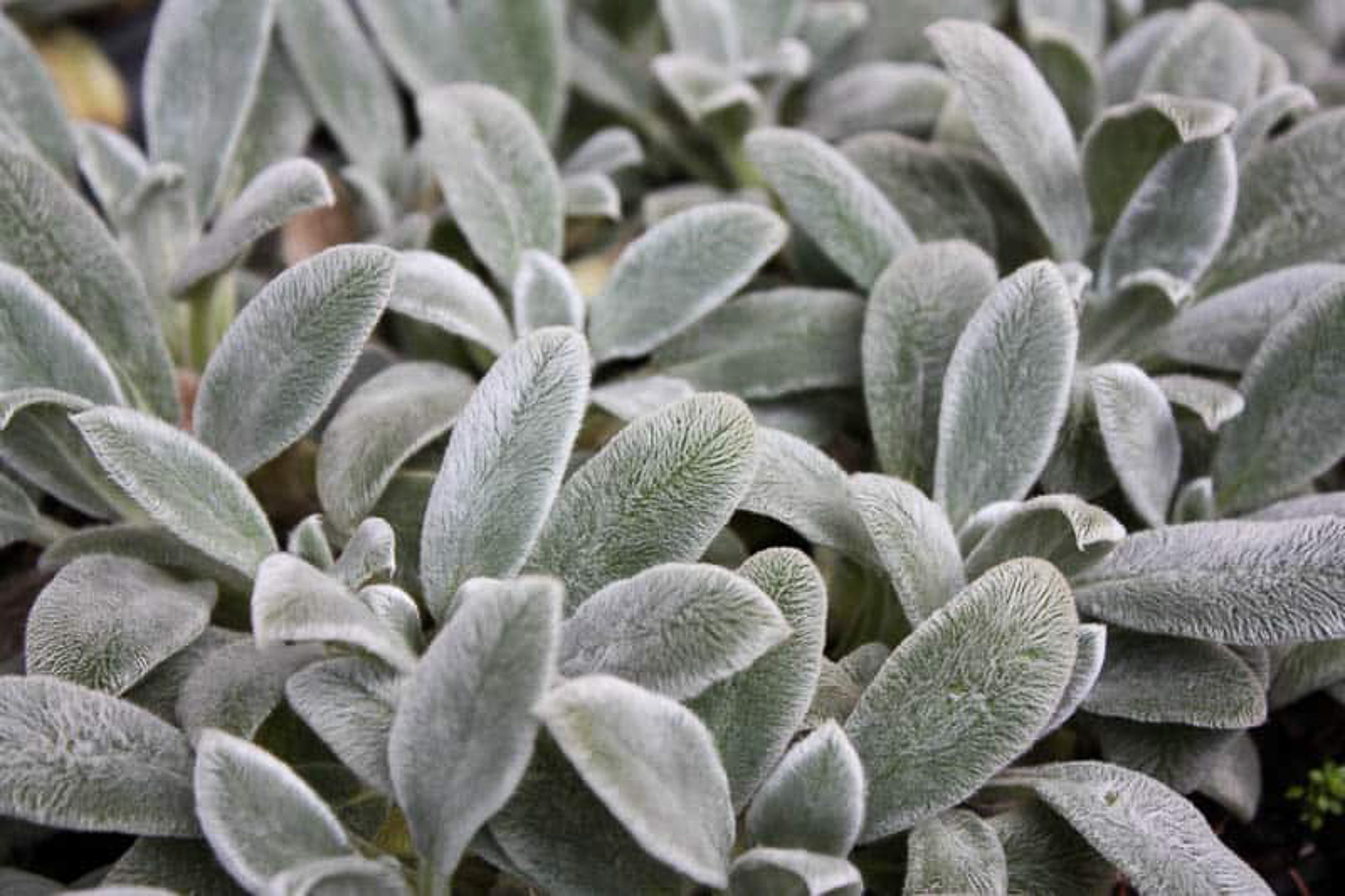 Бархат (растение)