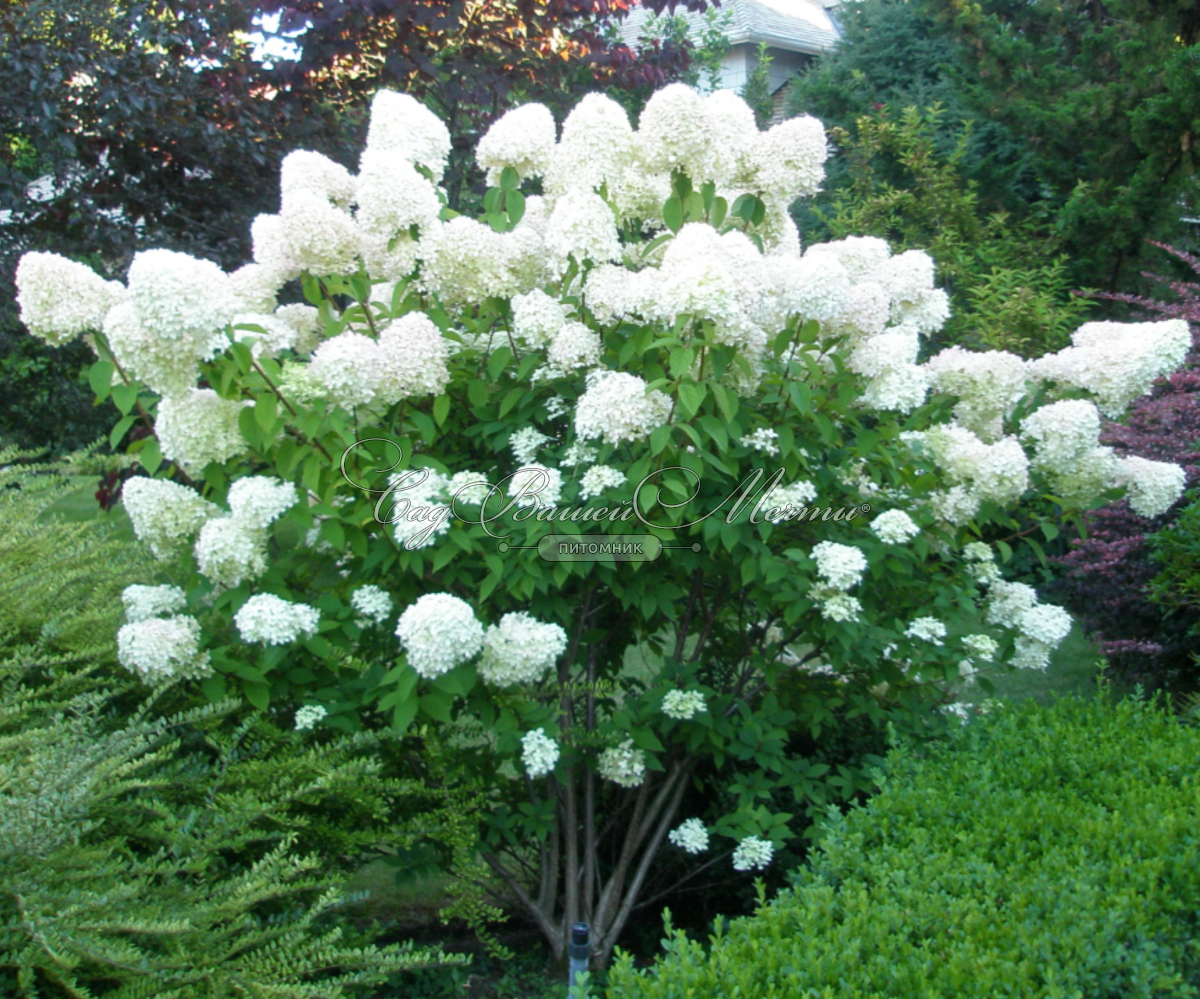 Гортензия метельчатая Гортензия метельчатая