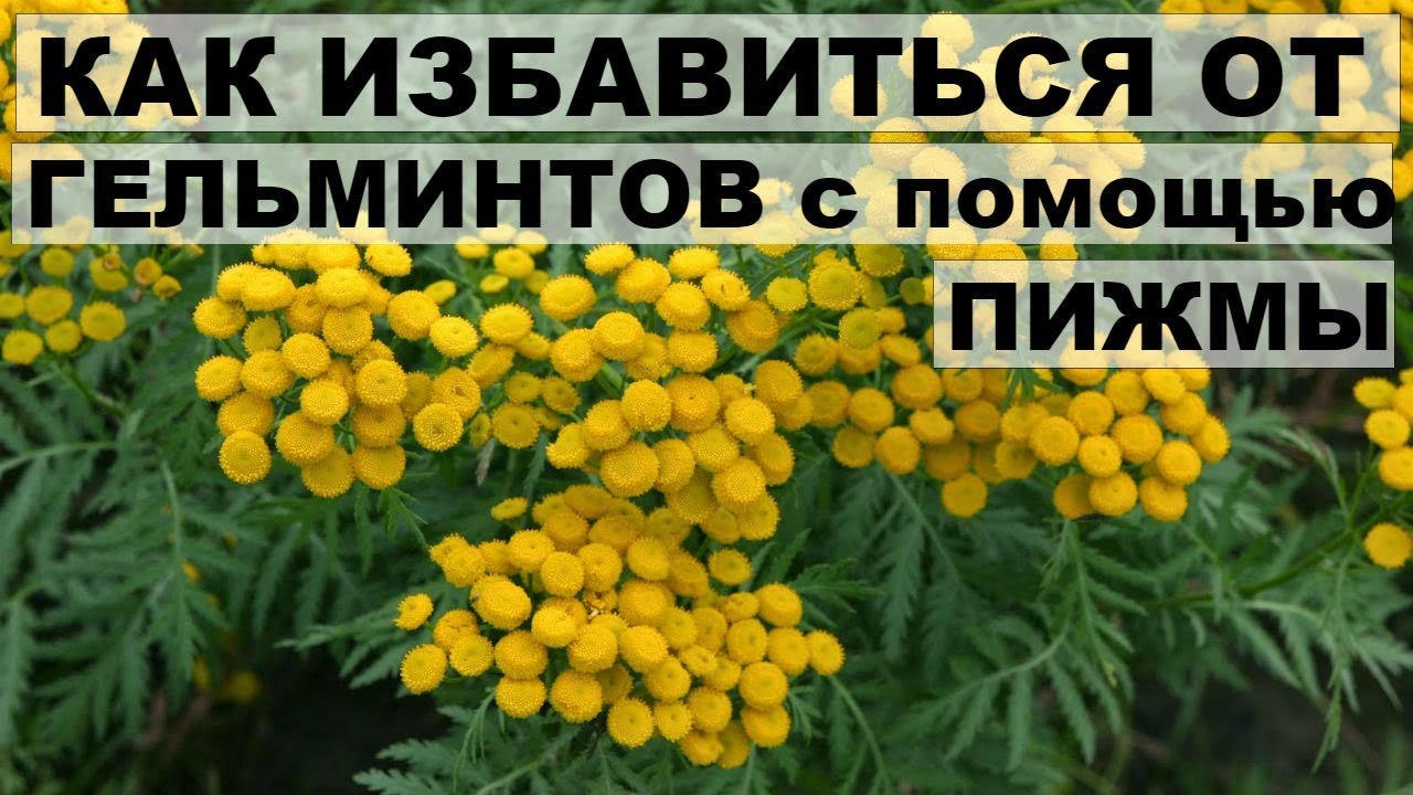 Пижма