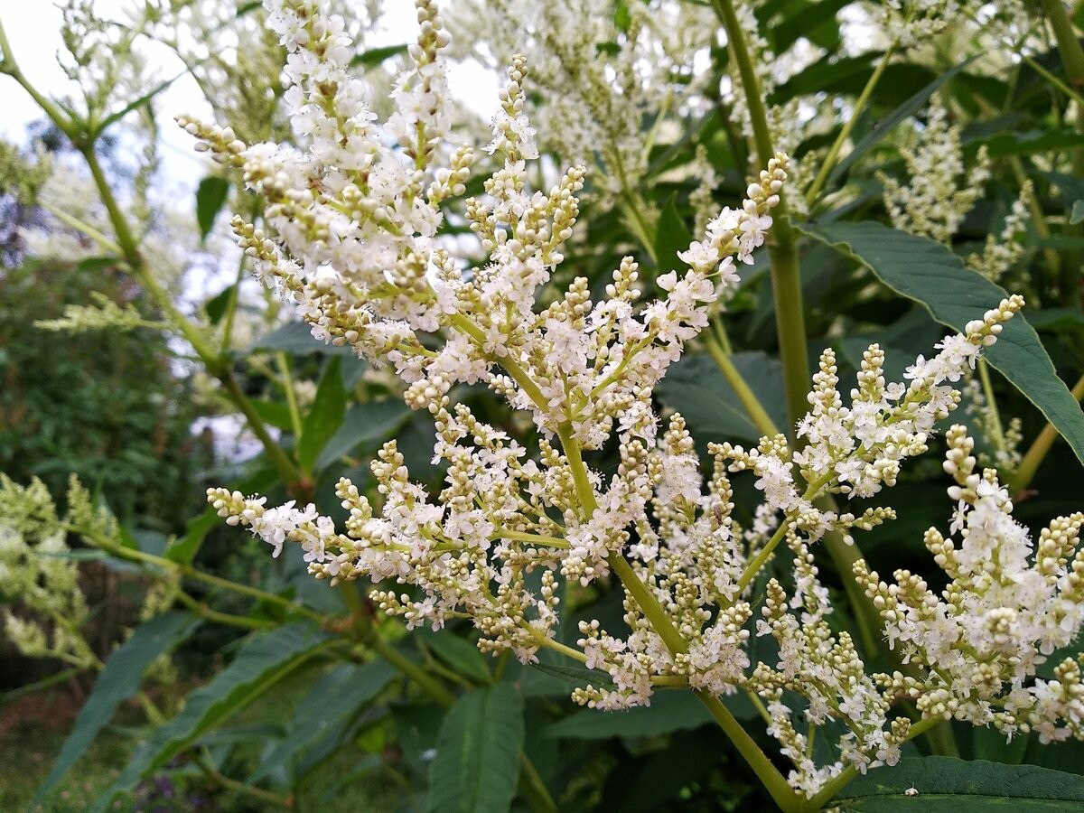 Горец Горец