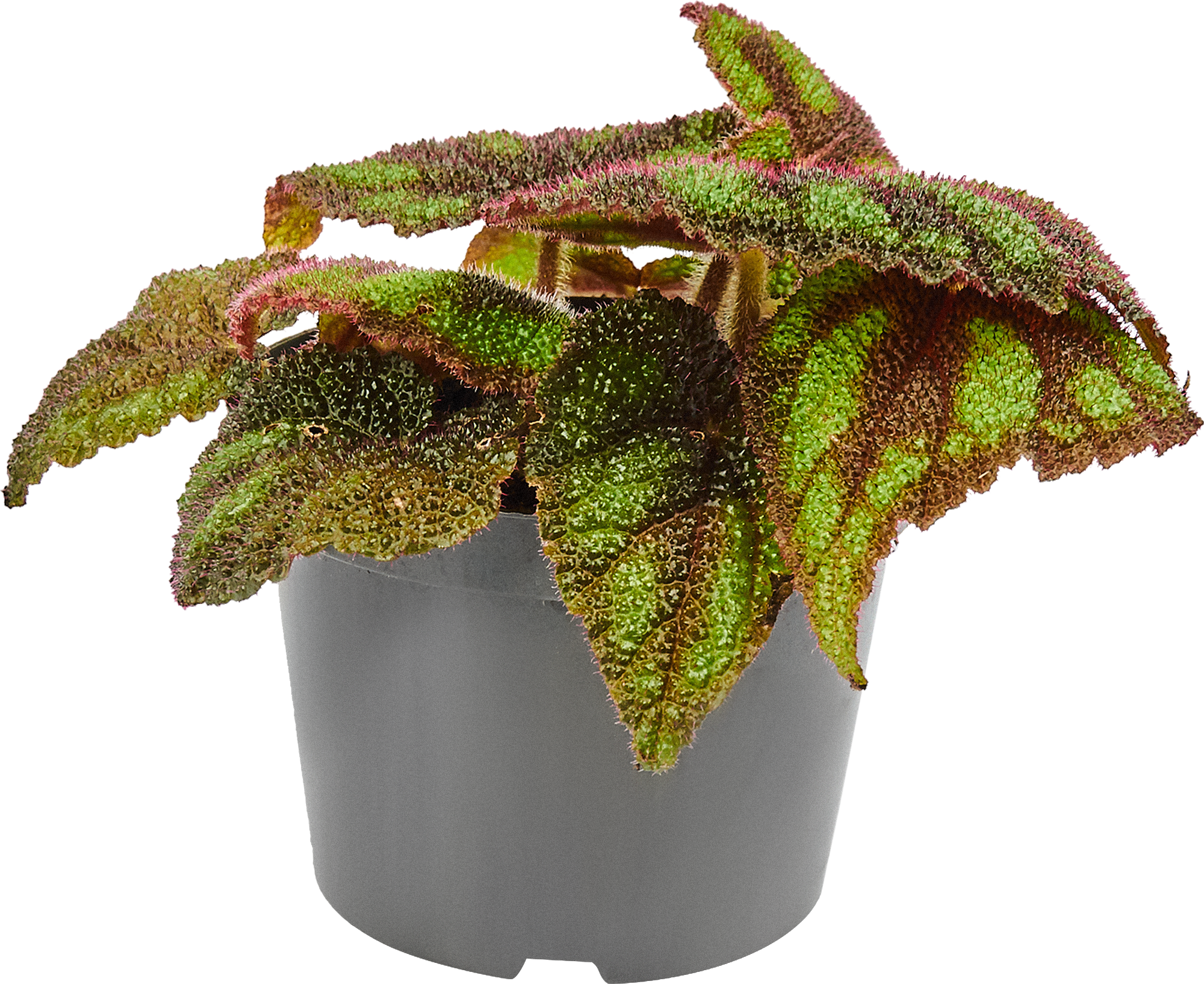 Бегония Бегония