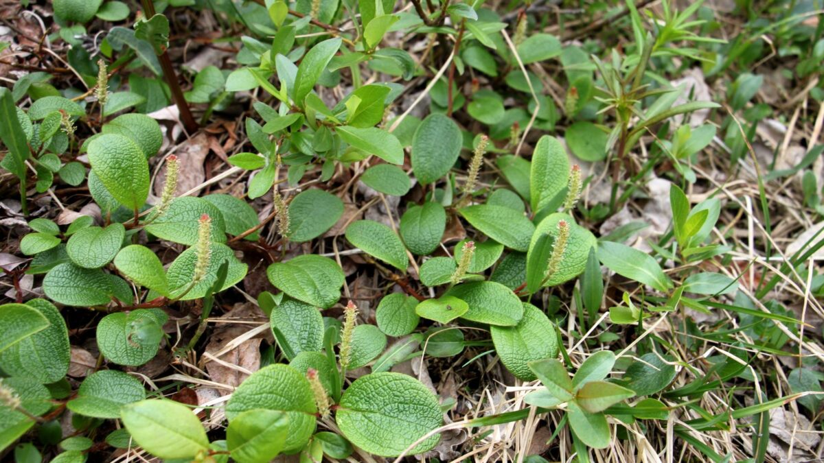 Ива полярная