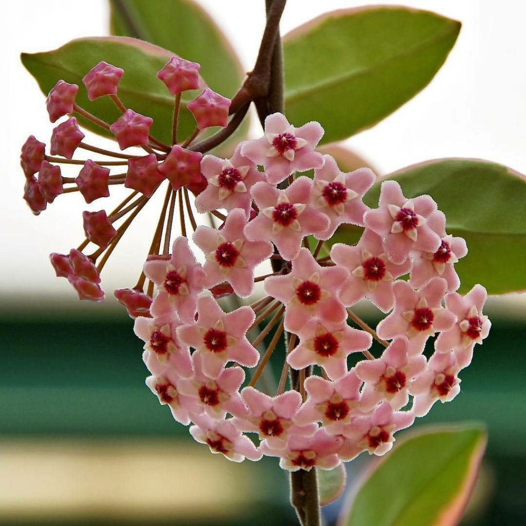 Плющ восковой