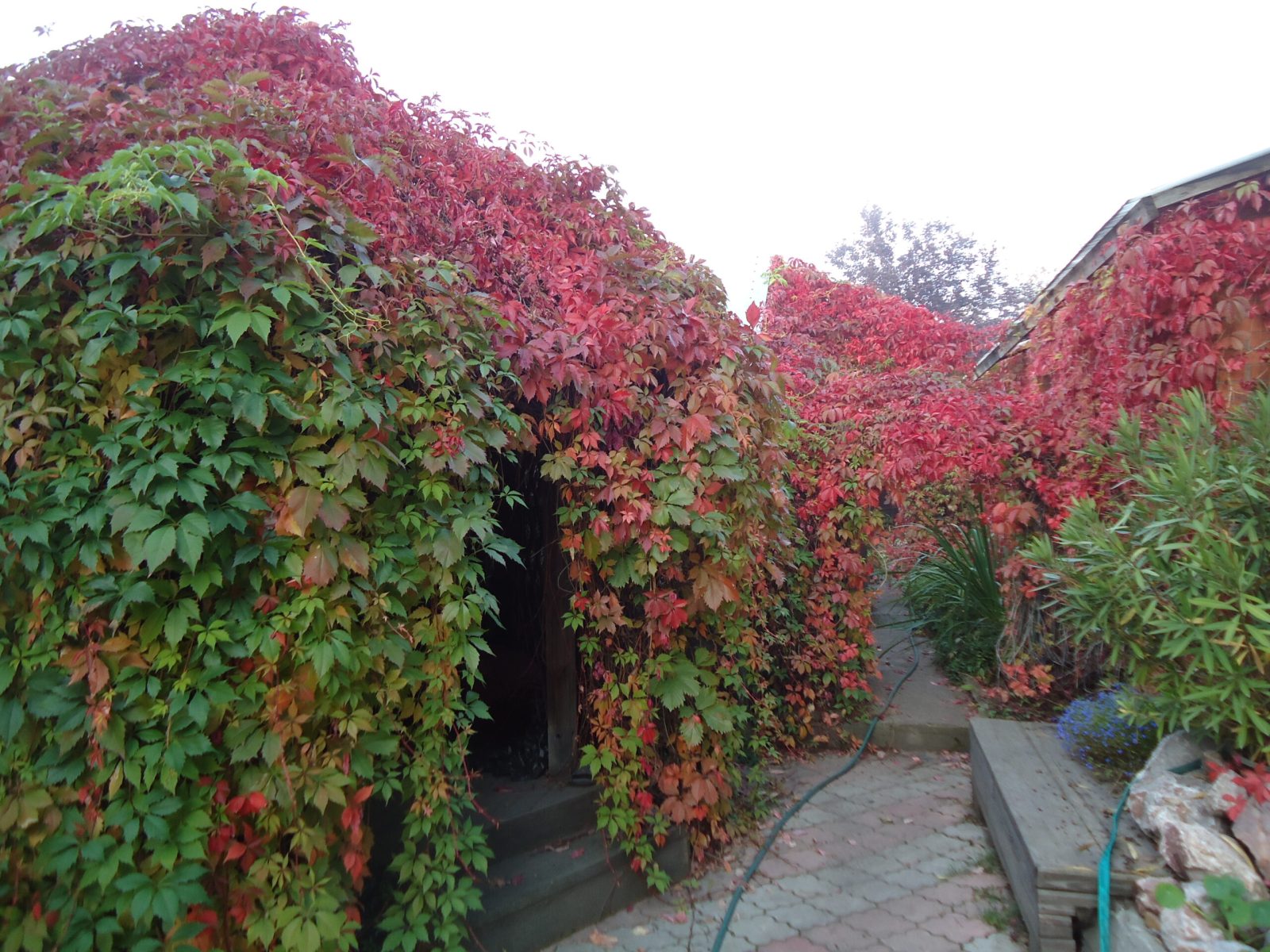 Девичий виноград прикрепленный