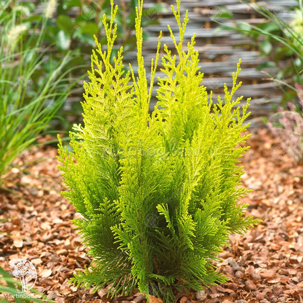 Кипарисовик