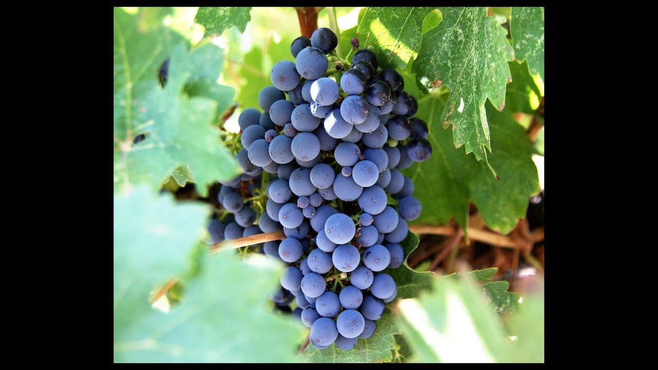Виноград лабруска