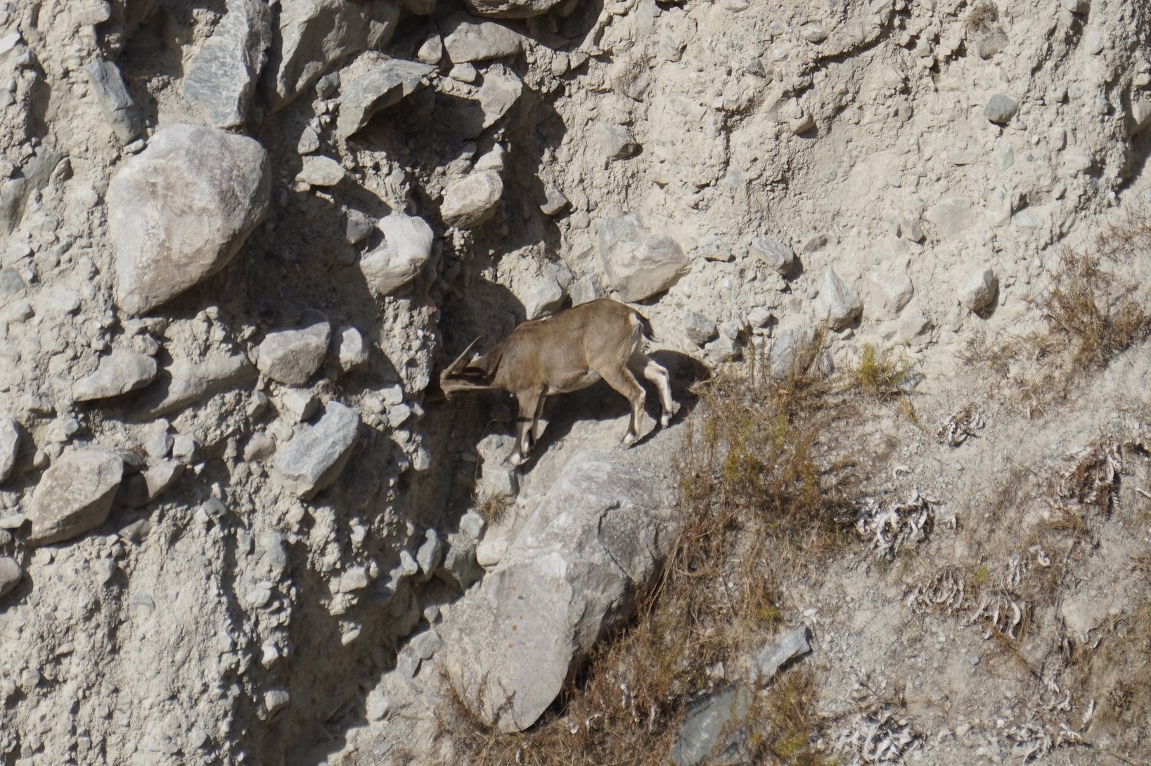 Сосна горная