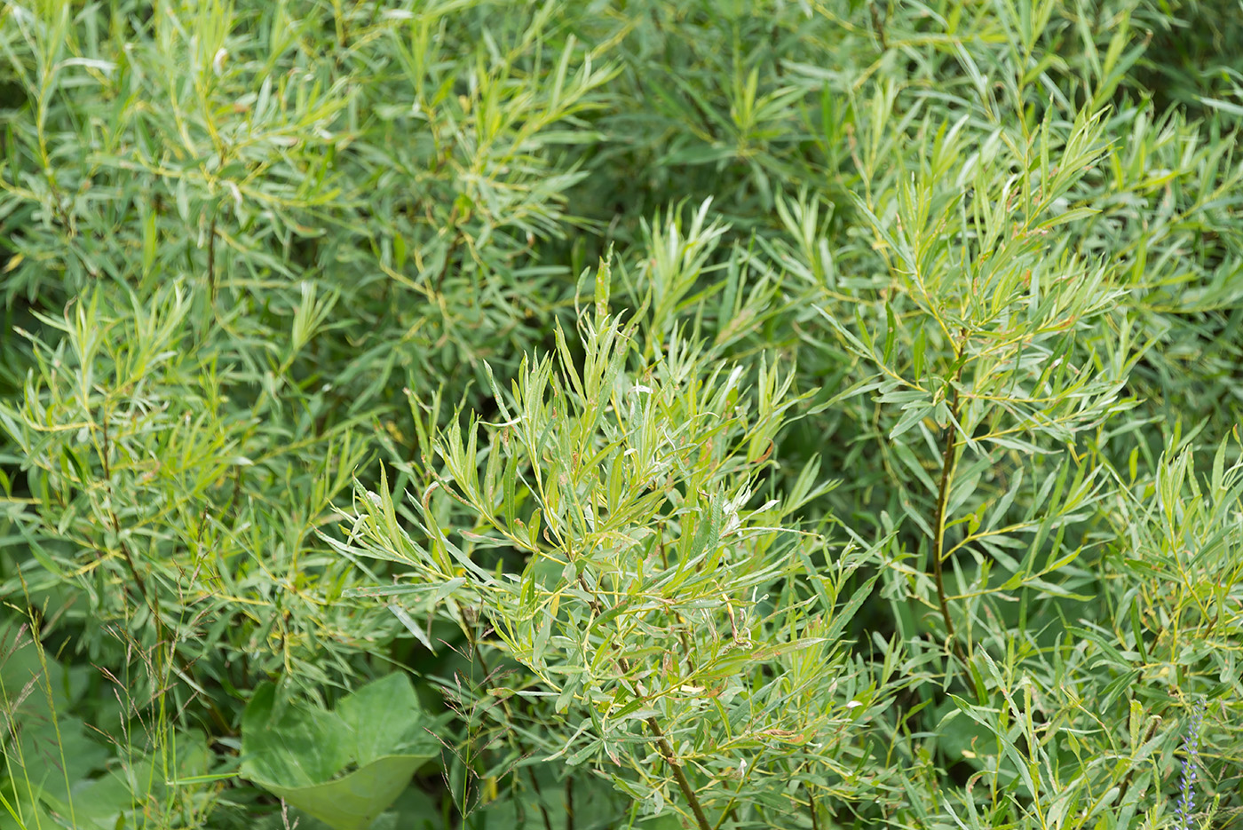 Ива корзиночная Ива корзиночная