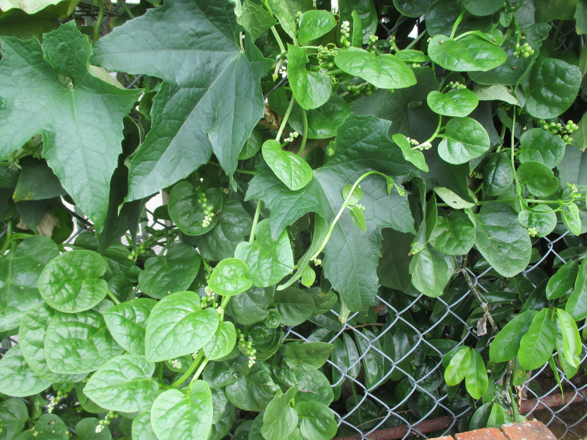 Базелла белая