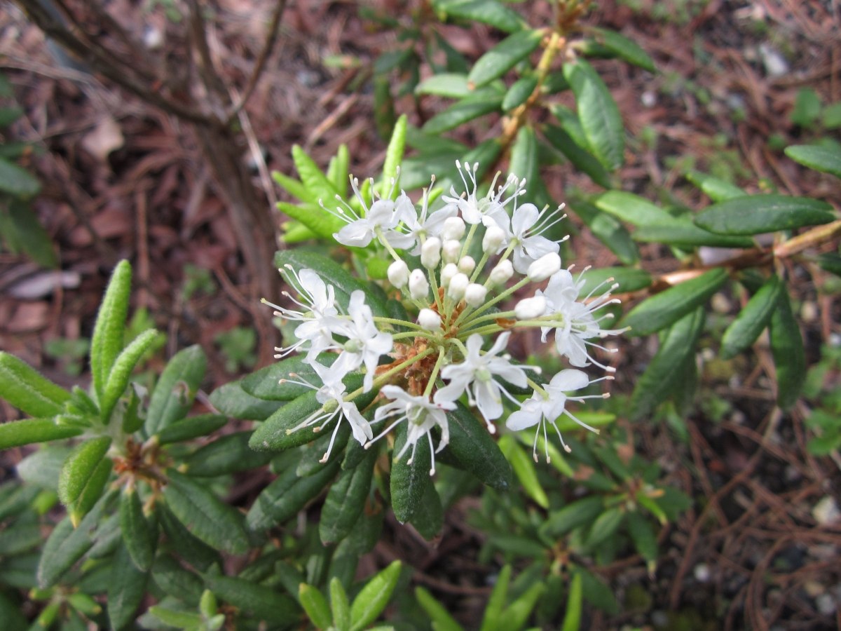 Багульник крупнолистный