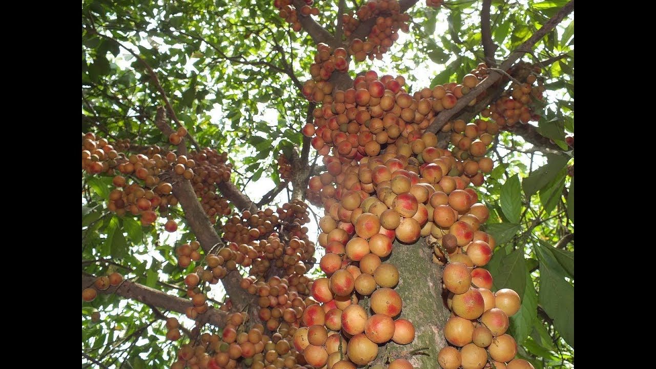 Баккорея вкусная