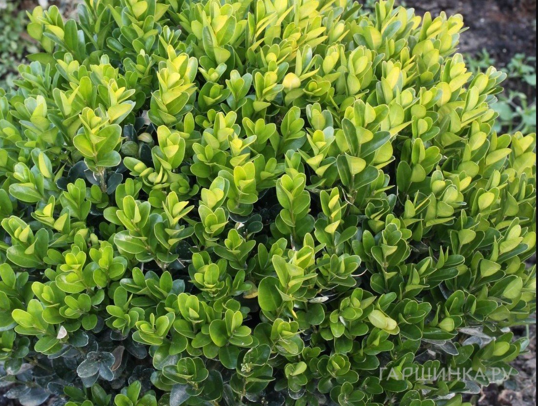 Самшит вечнозеленый